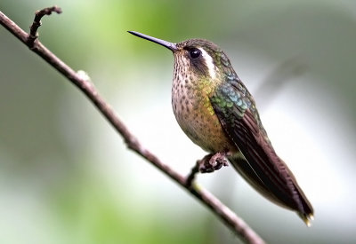 Speckled Hummingbird (fem)