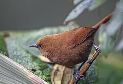 Rufous Wren