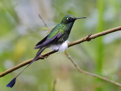 Booted Racket-Tail 