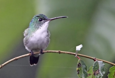 Andean Emerald