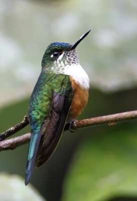 Violet-tailed Sylph (fem)