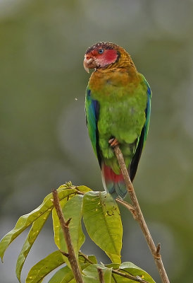 Roze-faced Parrot