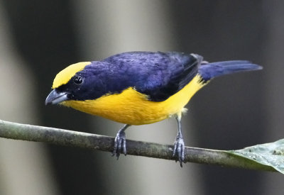 Thick-billed Euphonia 