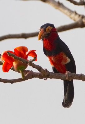 Bearded Barbet