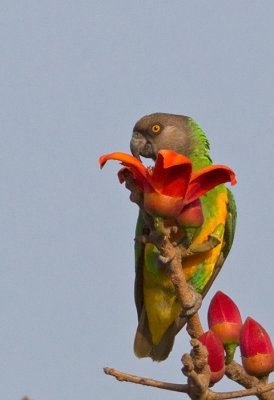 Senegal Parrot