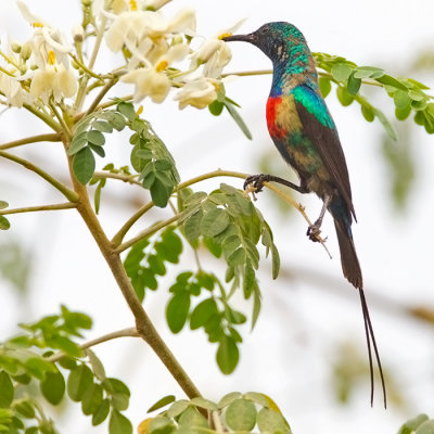 Beautiful Sunbird