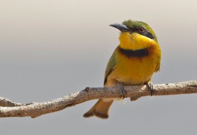 Little-Bee-eater.