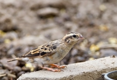 Indigo-village Weaver (fem)