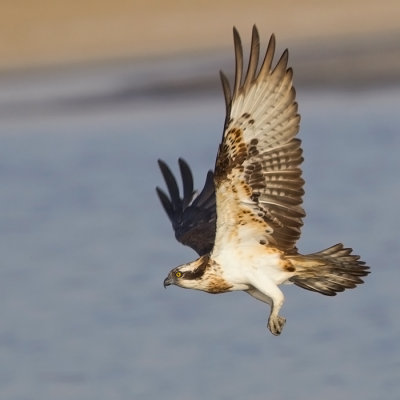 Osprey