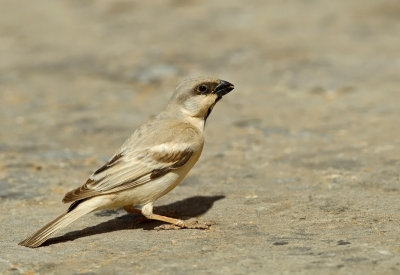Dessert Sparrow