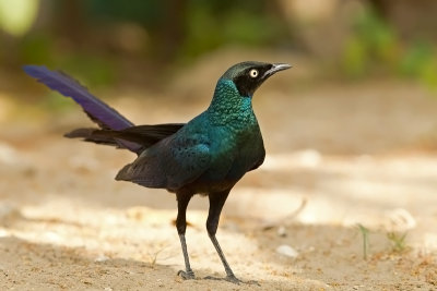 Long-tailed Starling