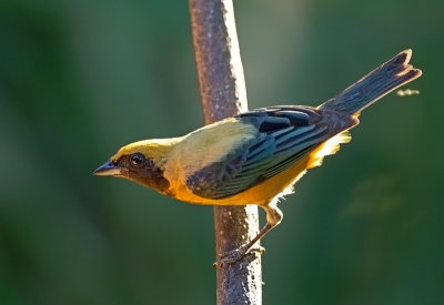 Burnisihed-buff Tanager