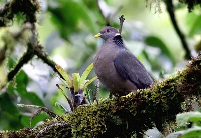 Band-tailed Pigeon