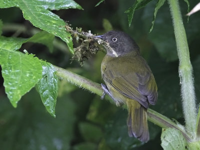 Common Bush Tanager