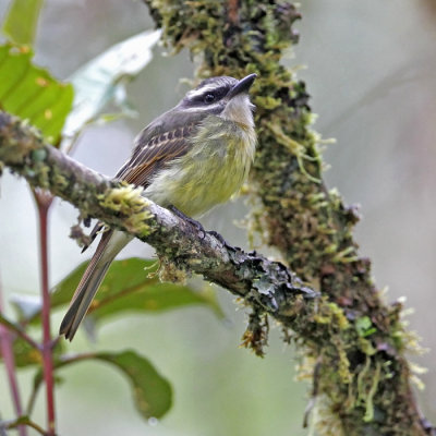 Golden-crowned Flycatcher