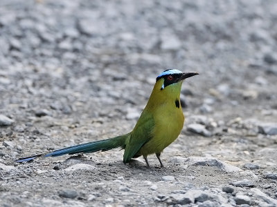 Highland Motmot