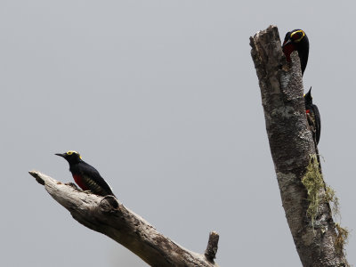 Yellow-tuffed Woodpecker