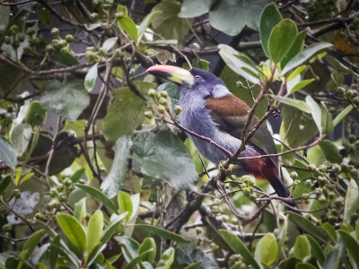 Grey-breasted Mountain Toucan