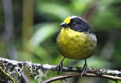 Pale-naped Brush-Finch