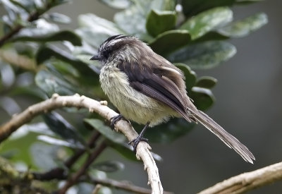 Agile Tit-Tyrant