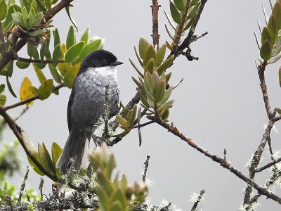 Black-backed Bush-Tanager