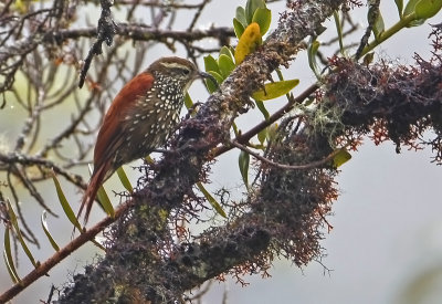 Pearled  Treerunner