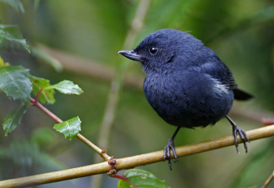 White-sided Flowerpiercer