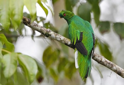 Crested Quetzal