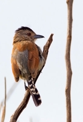 Rufous-winged Antshrike