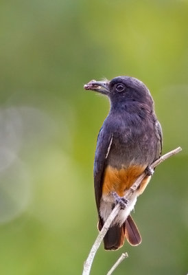 Swallow-tailled Nunbird