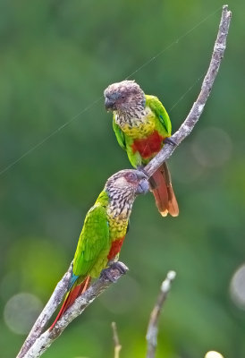 Madeira Parrots
