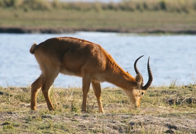 Waterbok