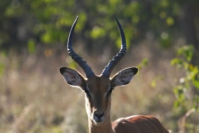 Gazelle