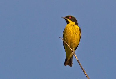 Yellow-bellied Dacnis