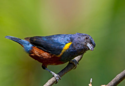 Chestnut-bellied Euphonia 