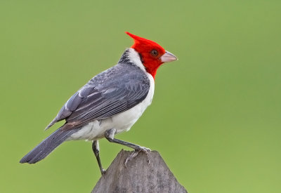 Red-crested Cardinal