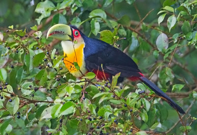 Red-Breasted ( or Green-billed) Toucan