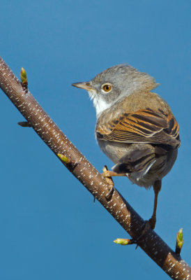 Common Whitethroat