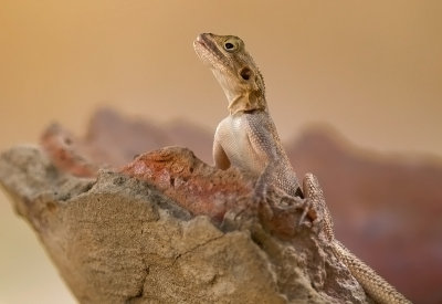 Lizard Senegal