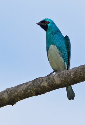 Swallow-Tanager.
