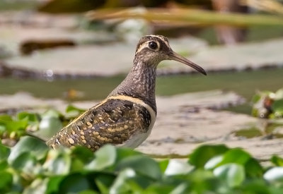 Greater-painted Snipe