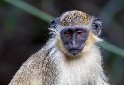 Monkey-Abuko-Gambia