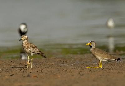 Senegal Thick-Knee +African Wattled Lapwing