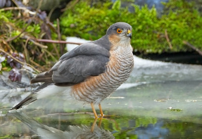 Eurasian Sparrowhawk