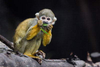 Squirrel Monkey, Oakland Zoo