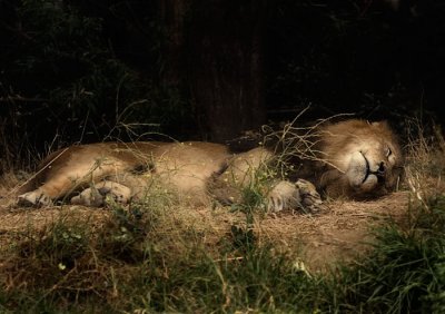 Lion, Oakland Zoo