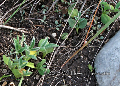 Bluebonnet Seedlings - Government Canyon SNA