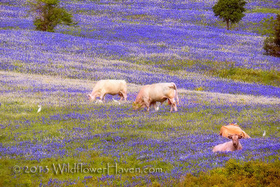 Cows in Bluebonnet Pasture