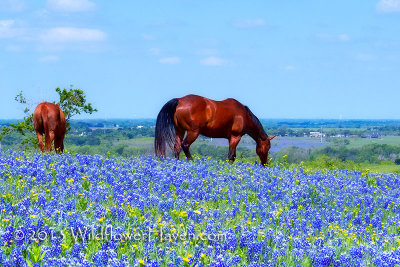 Horses in the Bluebonnets