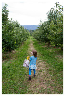 Apple picking at Barton Orchards